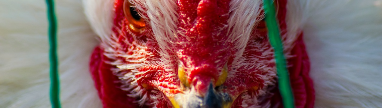 В Європі фіксується наймасштабніша в історії спалах пташиного грипу