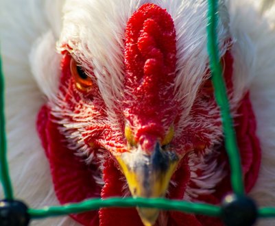 В Європі фіксується наймасштабніша в історії спалах пташиного грипу