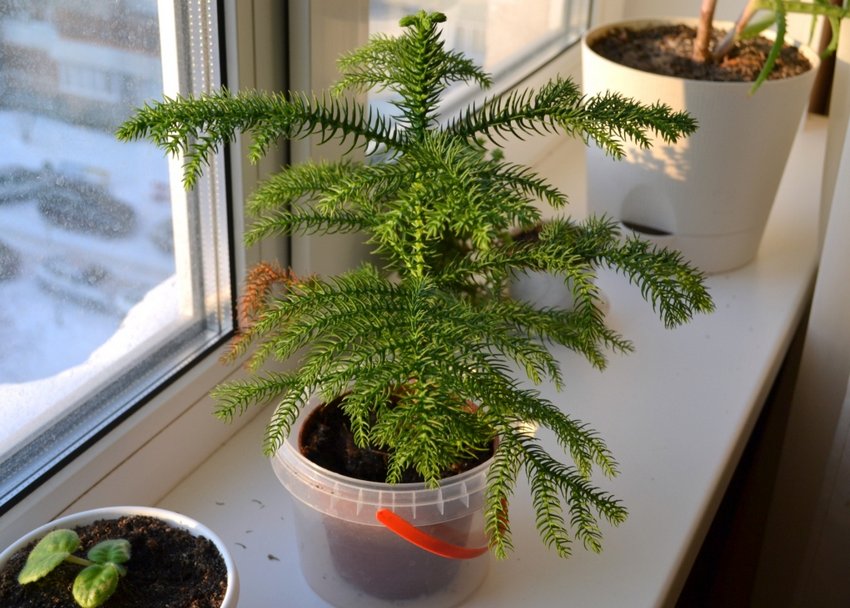 Араукарія в горщику Араукарія в горщику