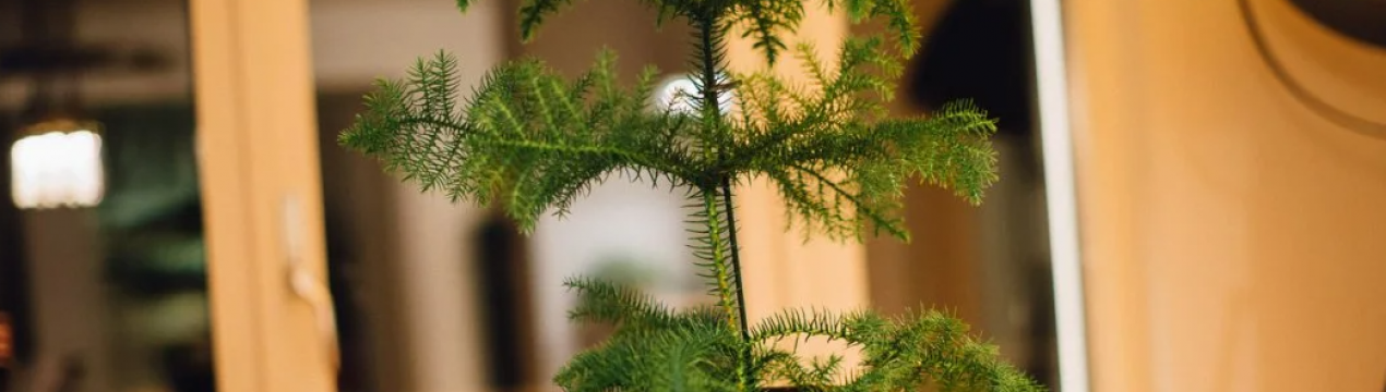 Імеючи цю кімнатну рослину, можна обійтися без новорічної ялинки