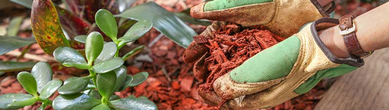 Підсипаю в усі горщики з квітами вдома. Мульча для кімнатних рослин