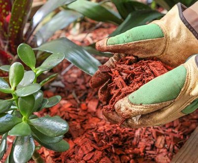 Підсипаю в усі горщики з квітами вдома. Мульча для кімнатних рослин