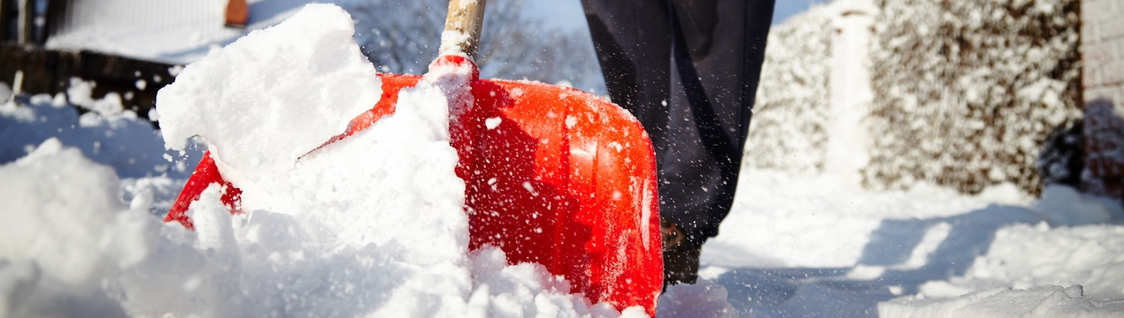 Сезонні роботи в саду і на городі: що робити в січні?