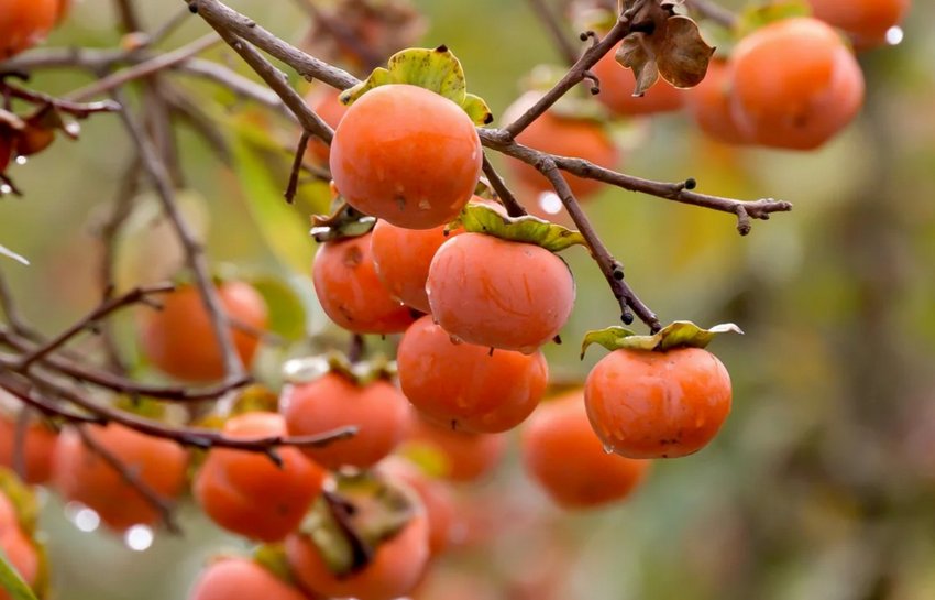 Хурма Шарон