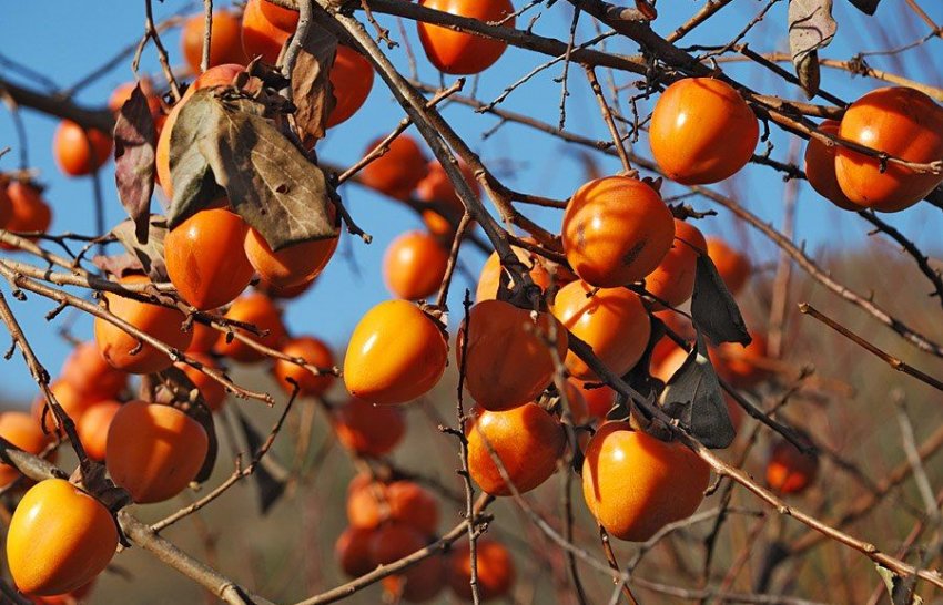 Хурма Хякуме