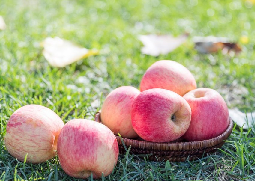 Яблука сорту Россошанське Полосате