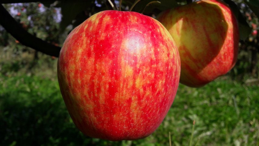 Хоней Крисп