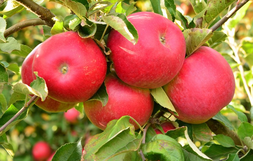 Ялоки Айдаред