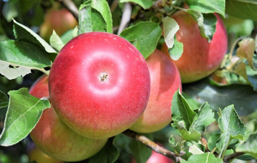 Яблоки Аніс Алий