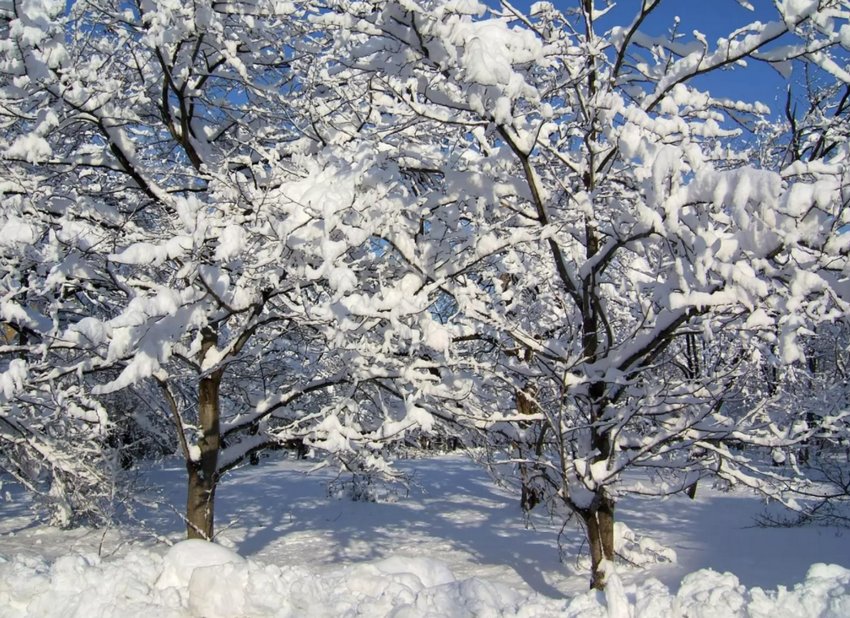 Дерева зимою в саду Дерева зимою в саду