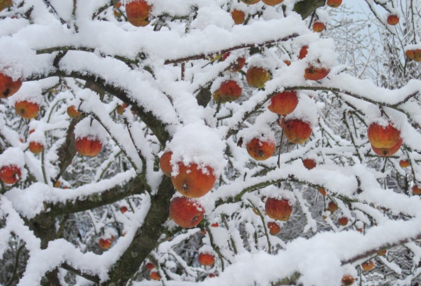 Дерева зимою в саду Дерева зимою в саду