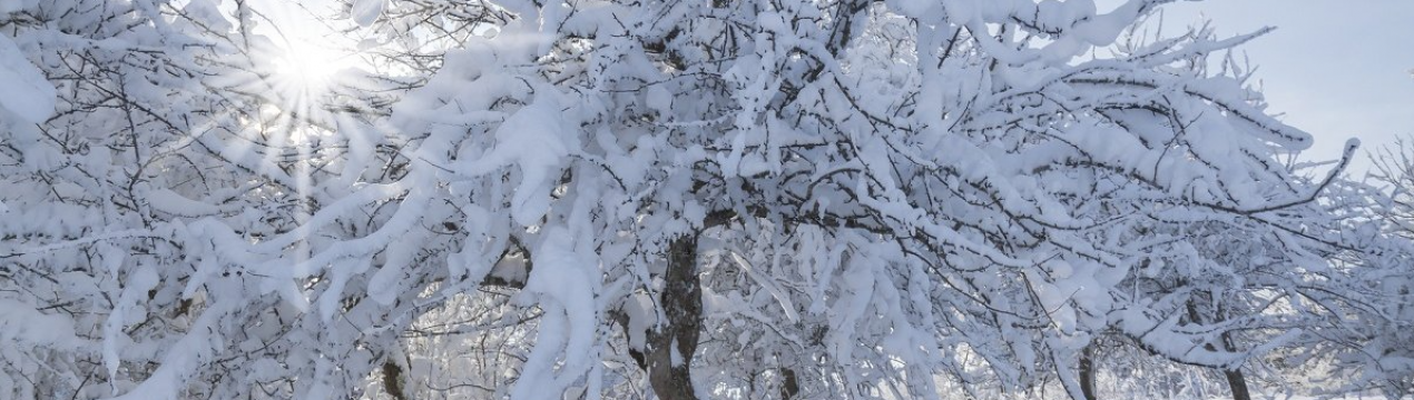 З цими порадами дерева в саду легко переживуть зиму