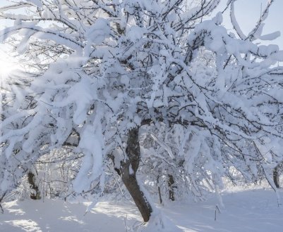 З цими порадами дерева в саду легко переживуть зиму