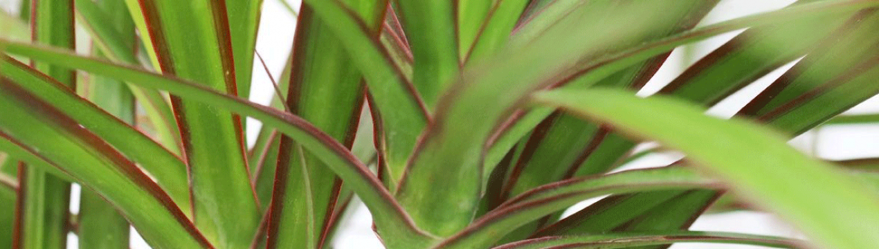 Виживуть навіть у найтемнішій кімнаті! 5 рослин, яким не потрібно багато світла