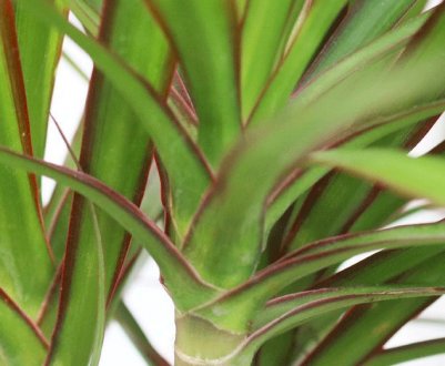 Виживуть навіть у найтемнішій кімнаті! 5 рослин, яким не потрібно багато світла