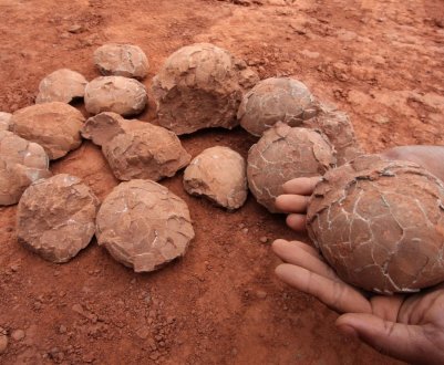 Бразильські палеонтологи виявили яйця динозаврів, віком 60 млн. років