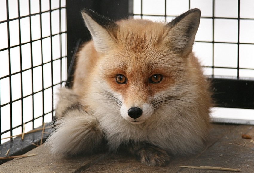 Сказ у лисиці Сказ у лисиці