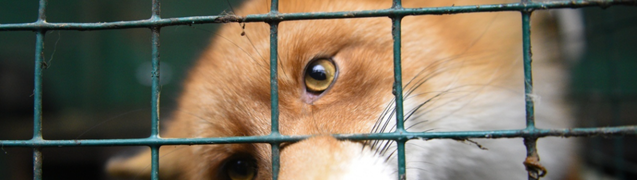 В Прикарпатті божевілля стало причиною введення карантину