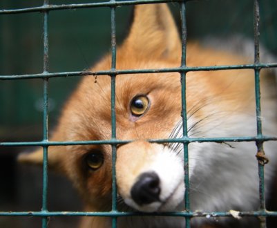 В Прикарпатті божевілля стало причиною введення карантину