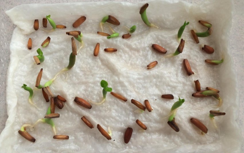 Пророщування насіння