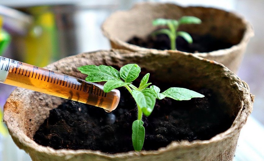 Підживлення в’ялої розсади Підживлення в’ялої розсади