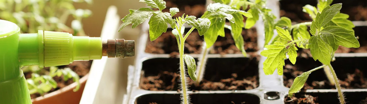 Для виснаженої розсади обов'язково знадобиться