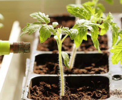 Для виснаженої розсади обов'язково знадобиться