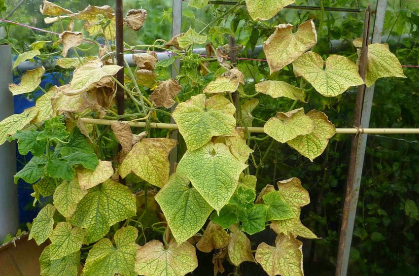 Хвороби огірків Хвороби огірків