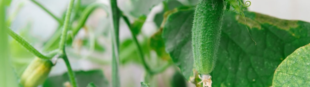 Погано ростуть огірки: 5 найпоширеніших причин неврожаю