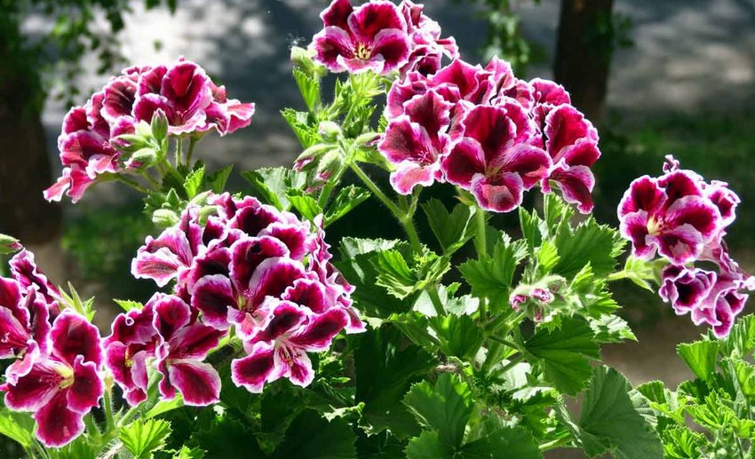 Пеларгонія