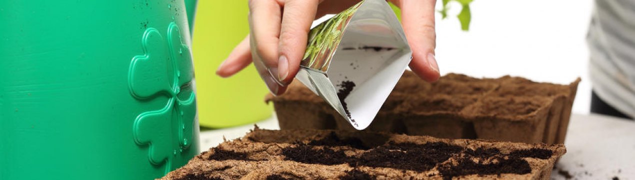 Не пропустіть! Ці квіти треба посіяти в січні