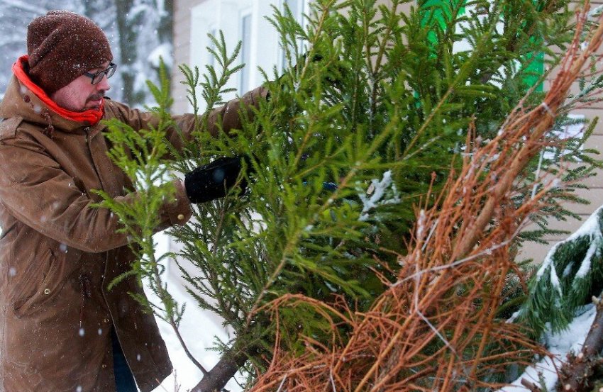 Застосування новорічної ялинки