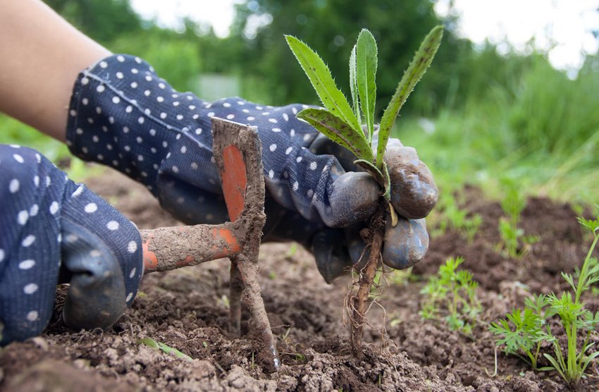 Прополка Прополка