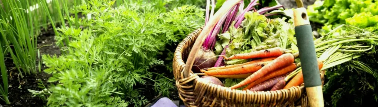 4 огородні правила минулого століття, від яких варто відмовитися