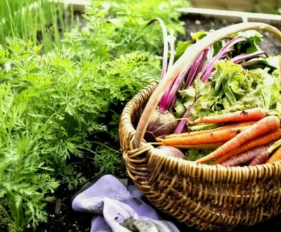 4 огородні правила минулого століття, від яких варто відмовитися