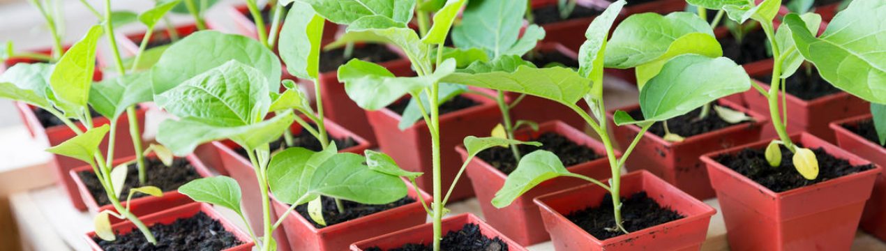 Бросьте це під час посадки в горщик! Розсада виросте потужною