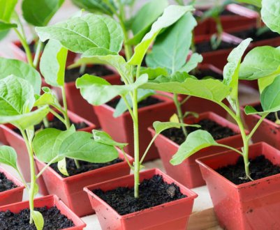 Бросьте це під час посадки в горщик! Розсада виросте потужною