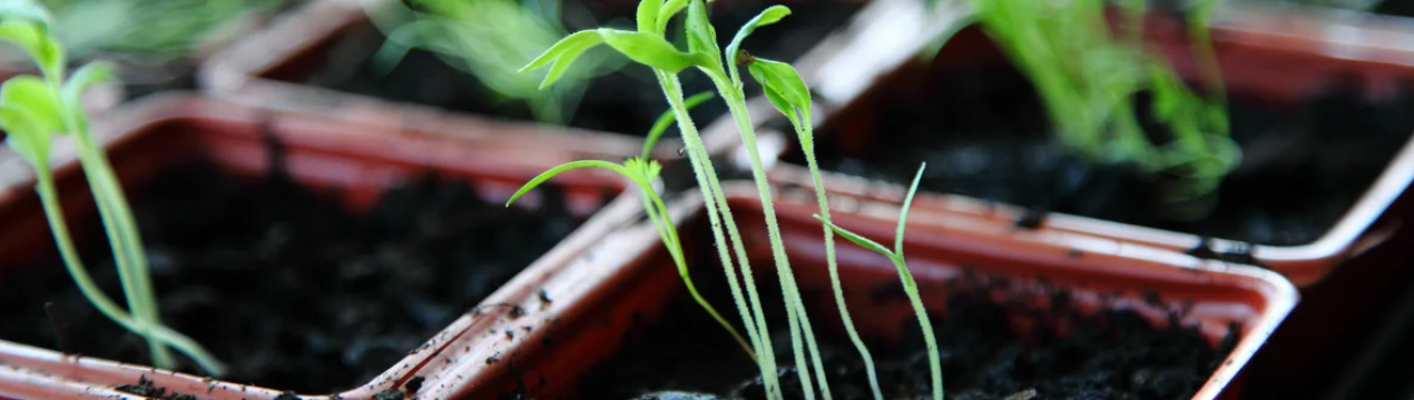 Не ввись, а вширь! Як уникнути витягнення розсади