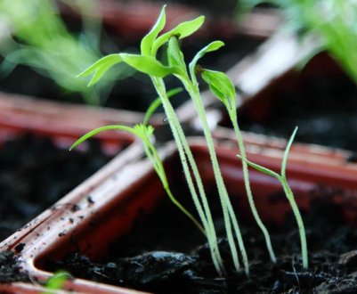Не ввись, а вширь! Як уникнути витягнення розсади