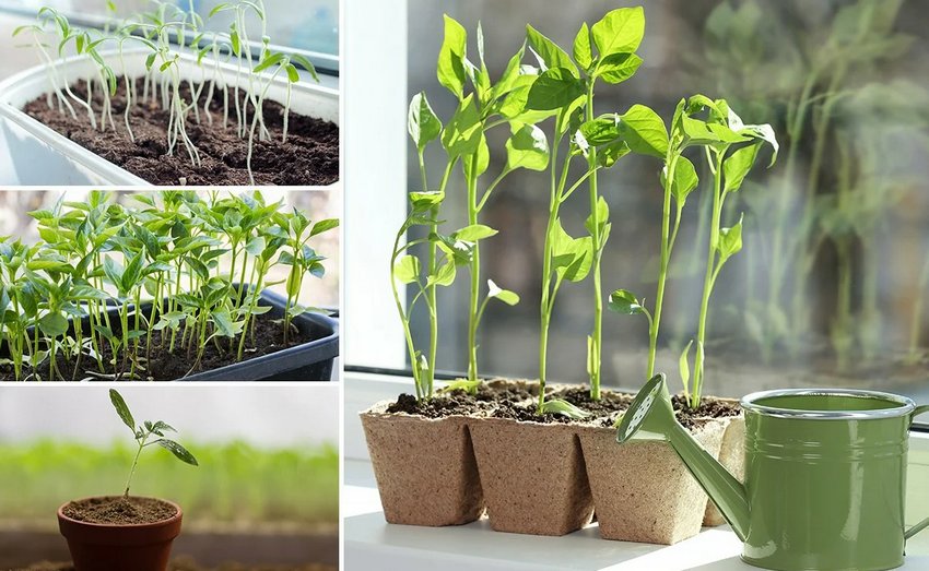 Витягування розсади