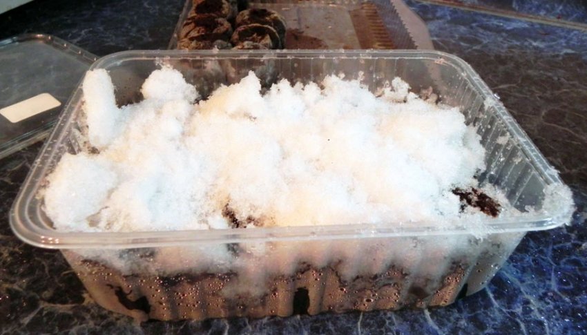 Стратифікація насіння снігом