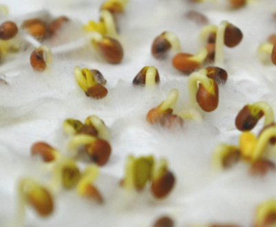 Як прискорити проростання насіння: 5 ефективних способів