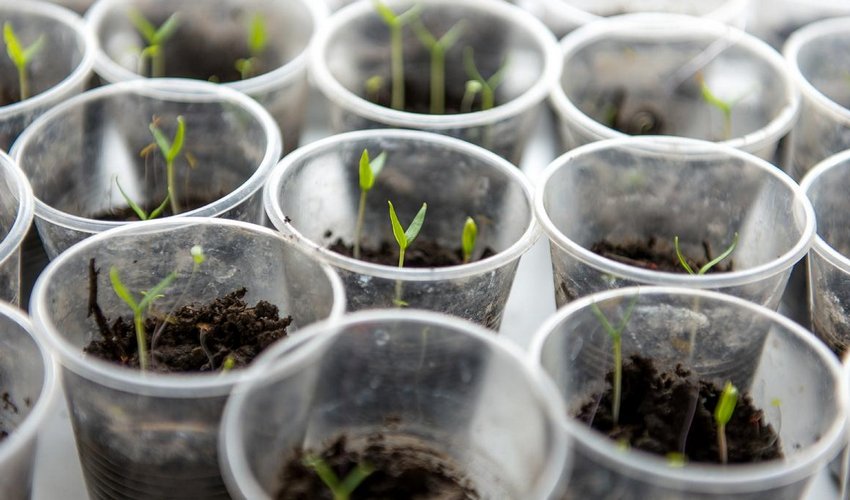 Рослини в пластикових стаканах Рослини в пластикових стаканах