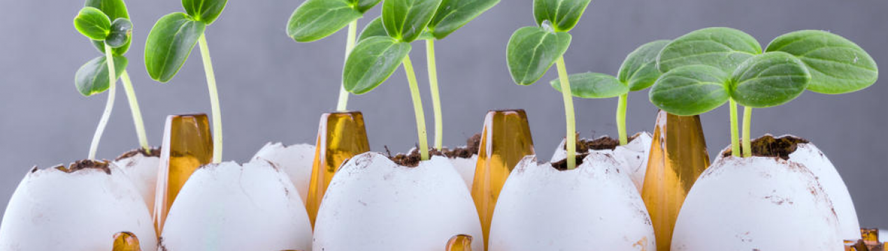 З чого зробити горщики для розсади? 5 цікавих ідей