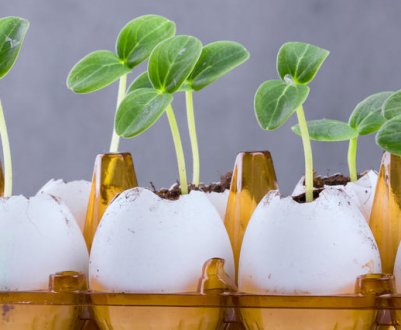 З чого зробити горщики для розсади? 5 цікавих ідей