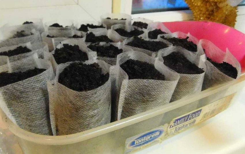 Розсада в фільтр-пакетах Розсада в фільтр-пакетах