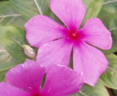 Як виростити катарантус з насіння в домашніх умовах