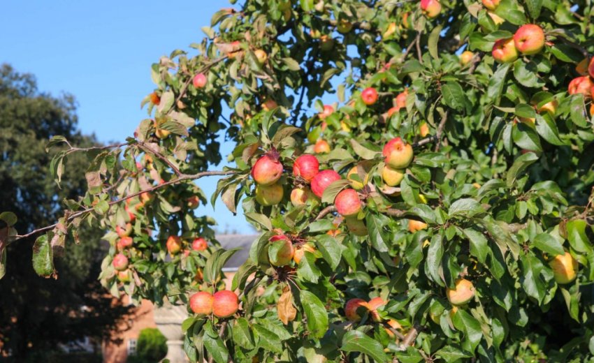 Плодоношення яблуні Плодоношення яблуні