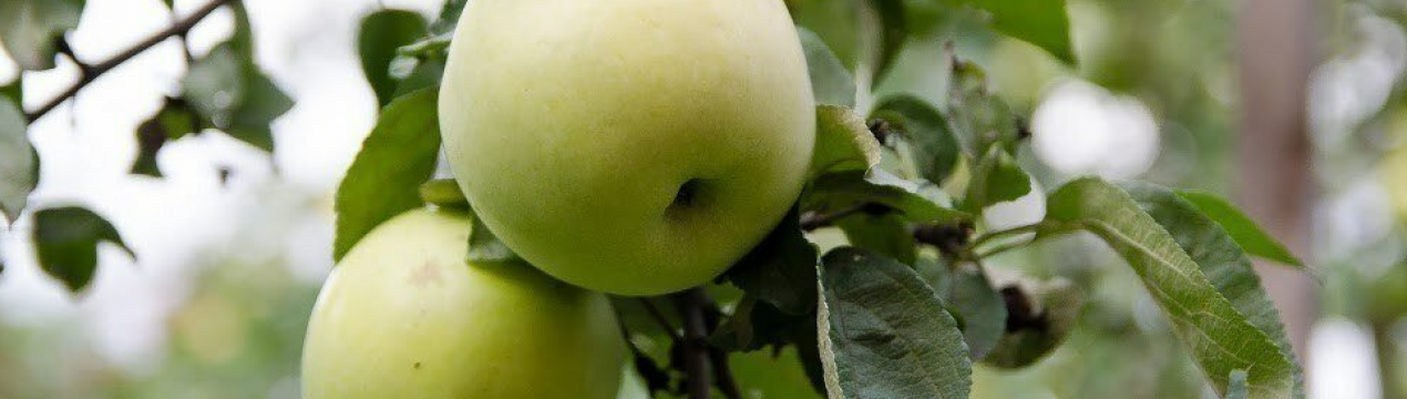 Яблуні плодять через рік: в чому причина та як це змінити