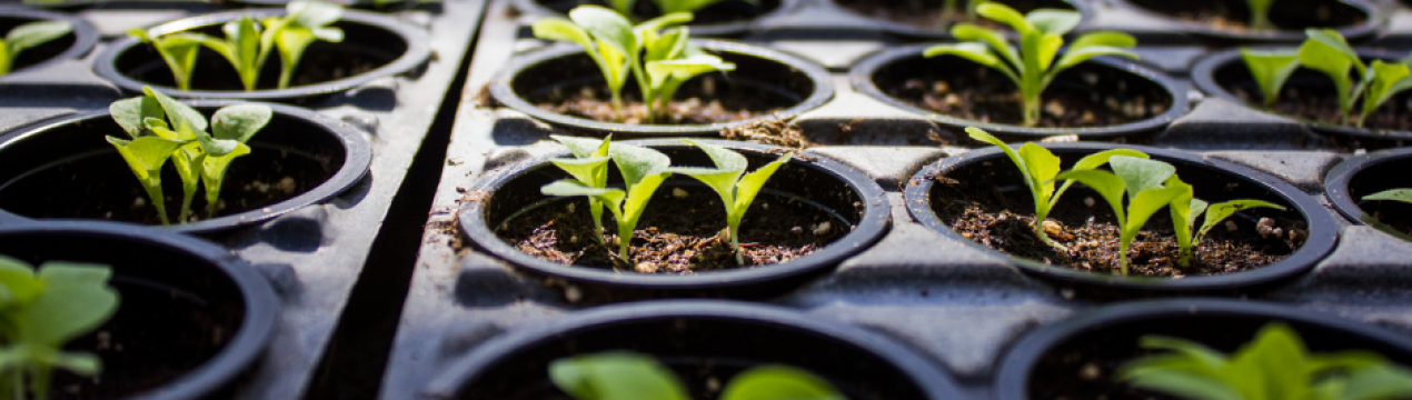 Сезон 2022 відкрито! Що посіяти на розсаду у першу чергу?